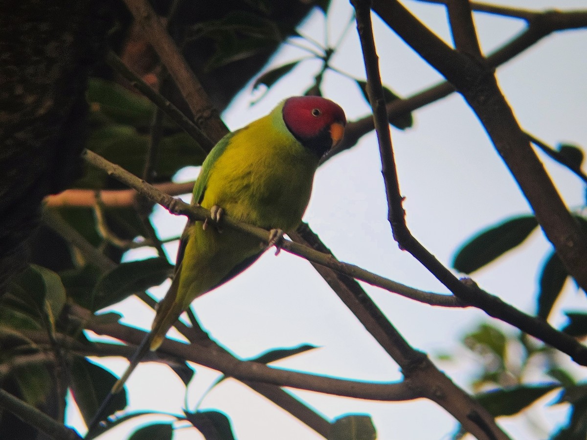 Plum-headed Parakeet - ML646394904