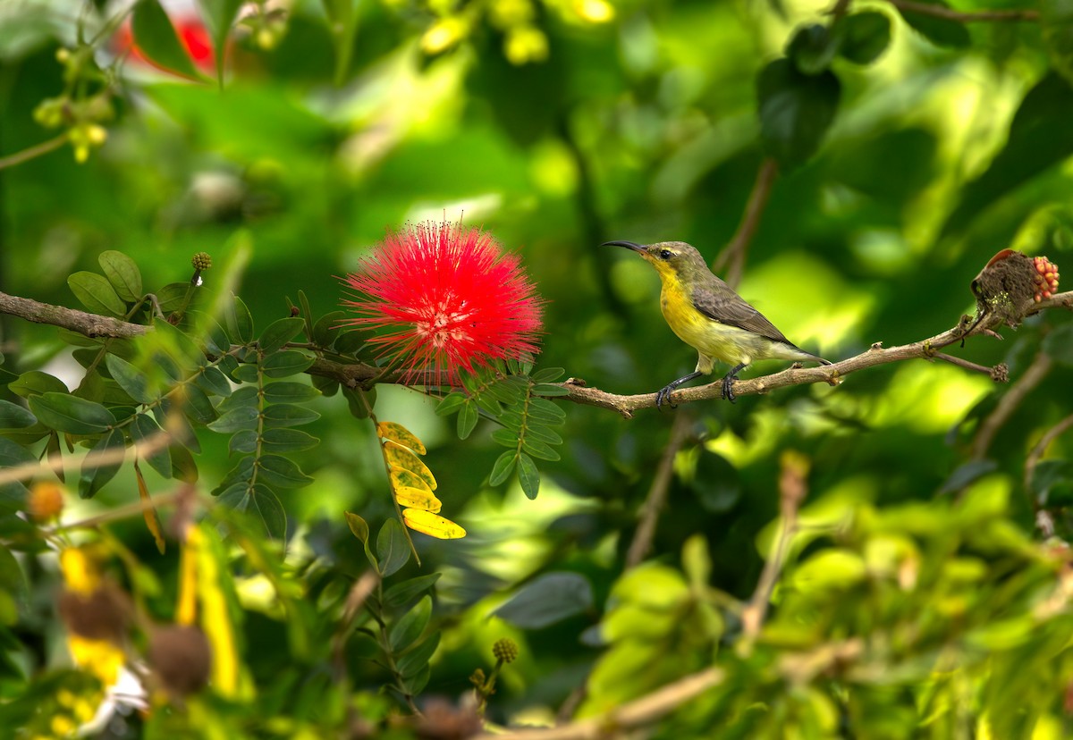 Маріка пурпурова - ML646394905