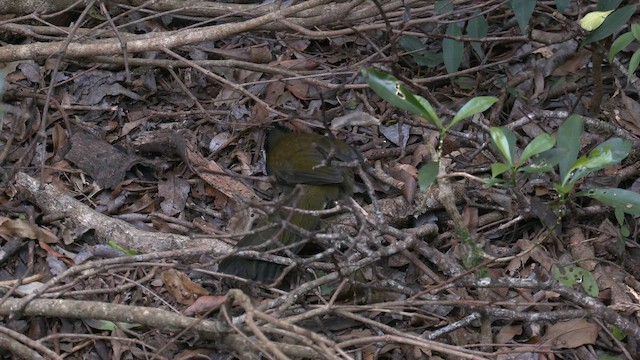 Батіжник чорночубий - ML646394906