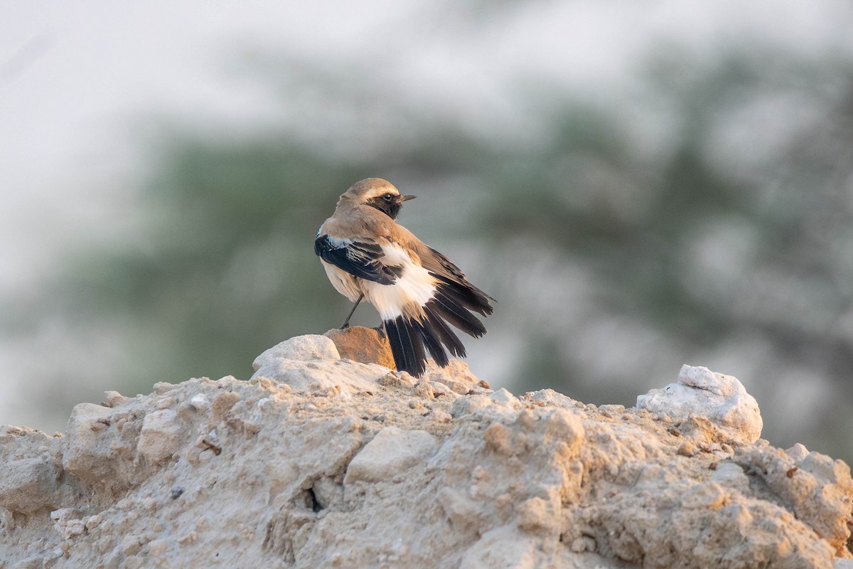Desert Wheatear - ML646394907