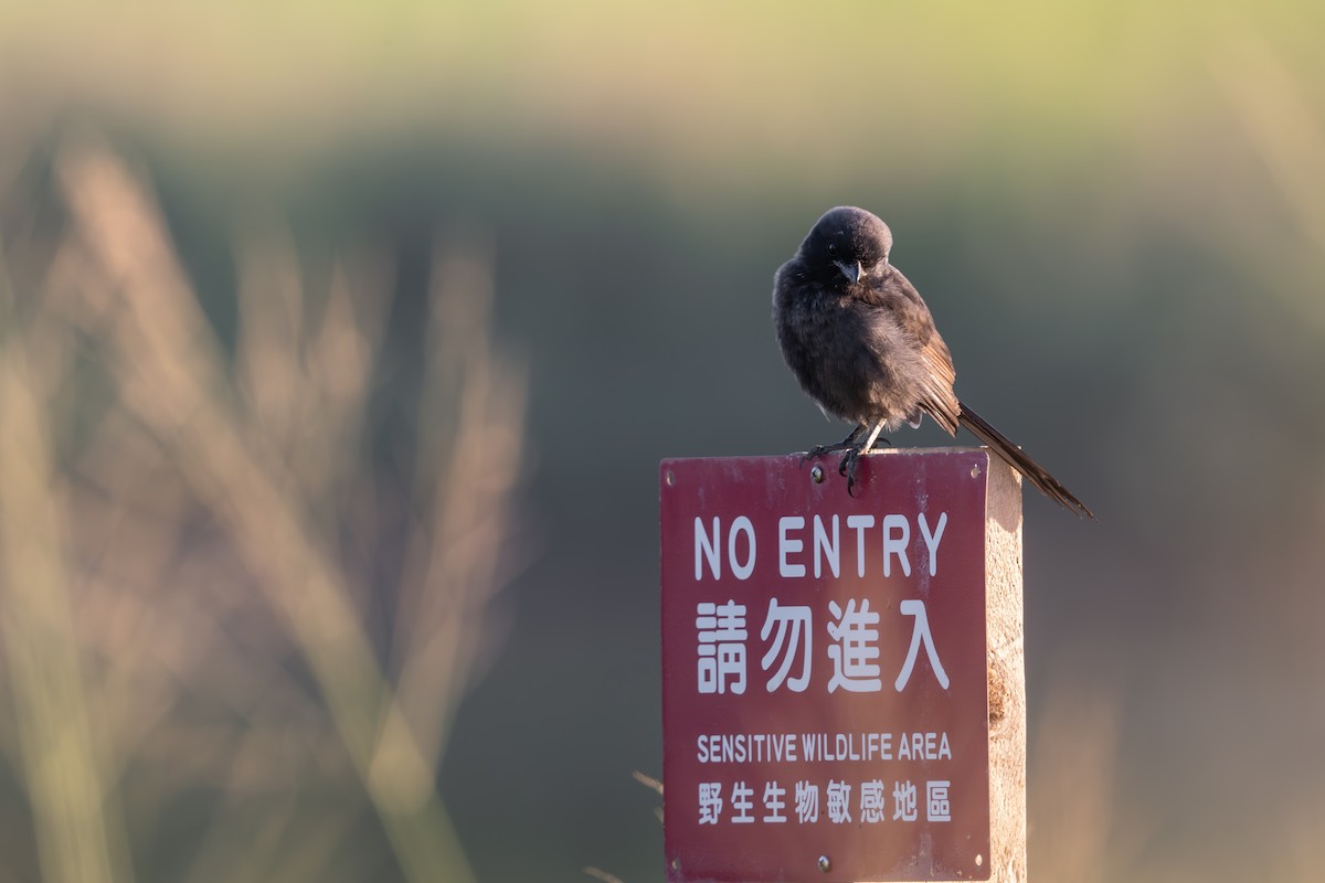 Сорокопуд довгохвостий - ML646394909