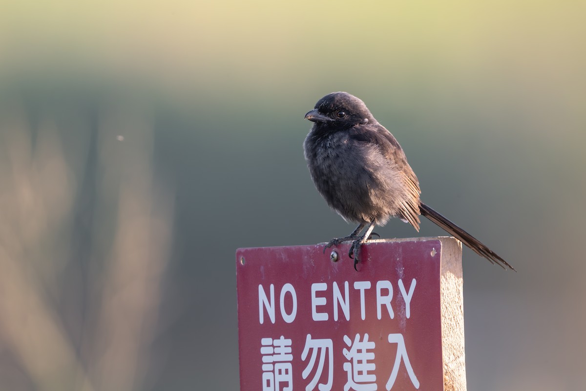 Сорокопуд довгохвостий - ML646394910