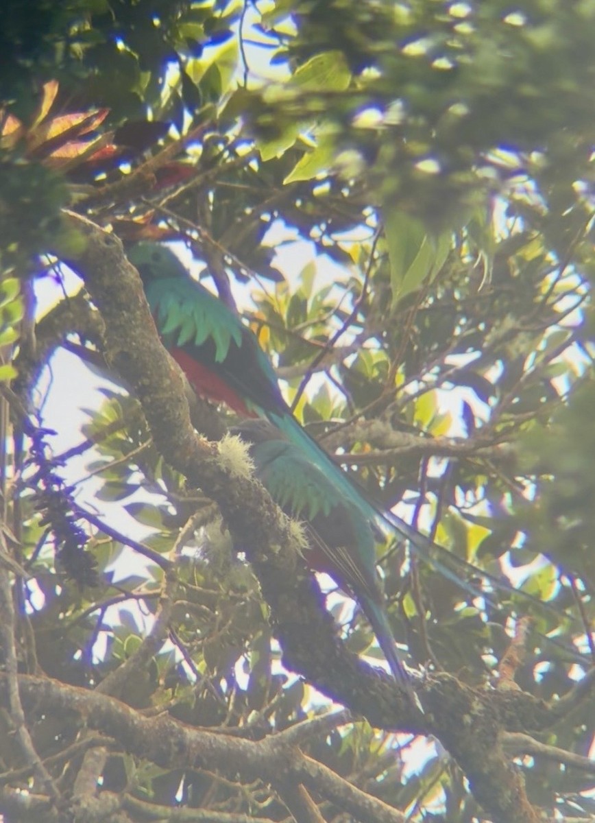 Resplendent Quetzal - ML646394911