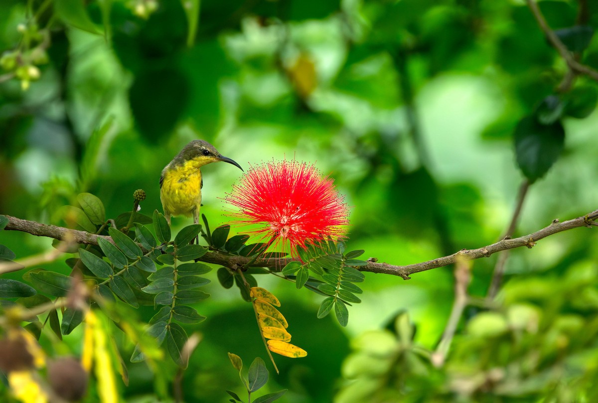 strdimil fialový - ML646394912