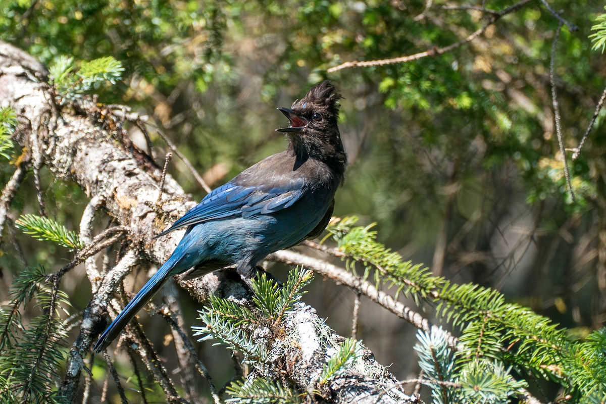 Steller's Jay - ML646394913