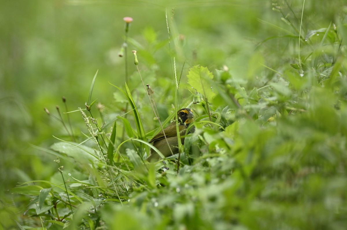 Yellow-faced Grassquit - ML646394914
