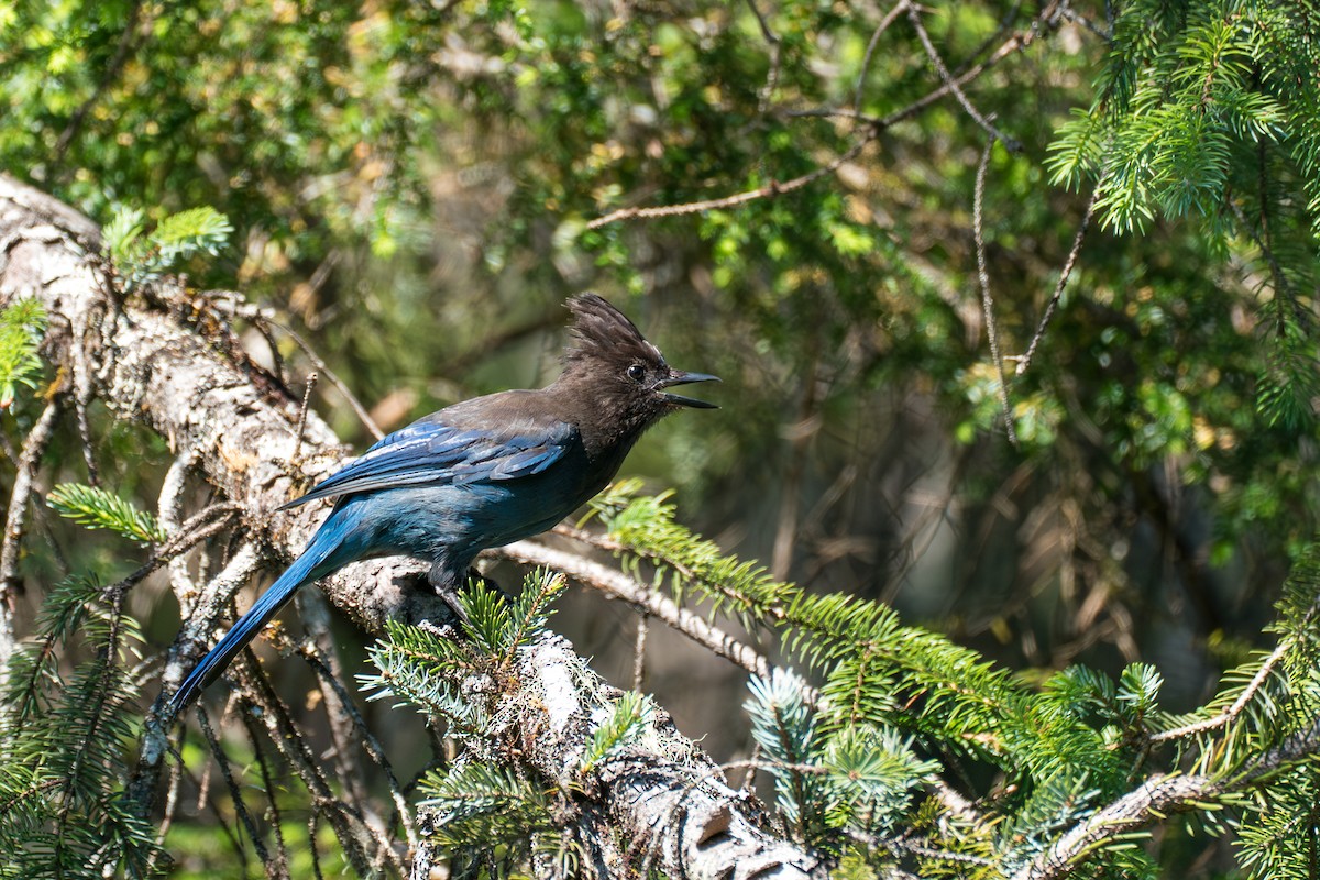 Steller's Jay - ML646394915