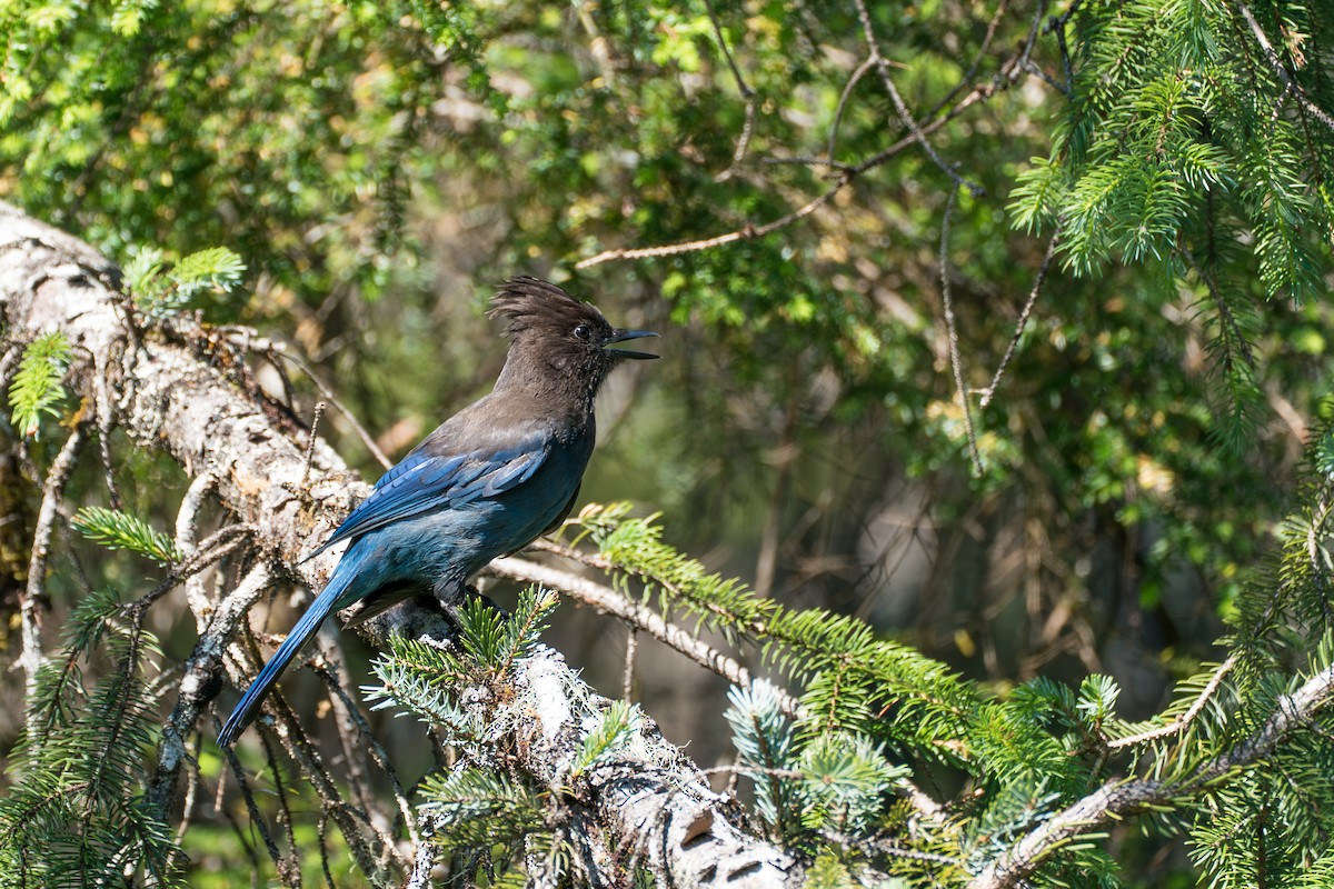 Steller's Jay - ML646394916