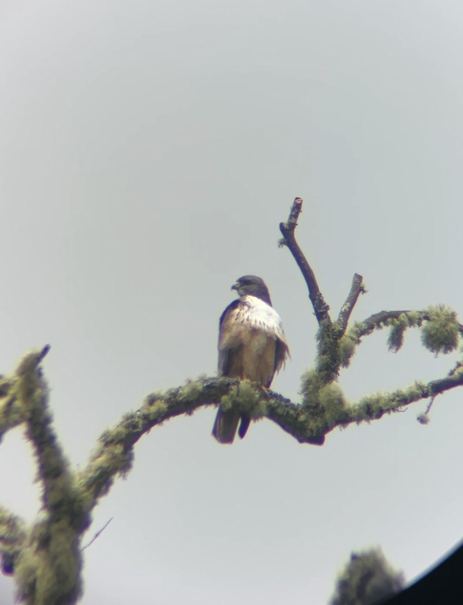 Канюк неоарктичний - ML646394917