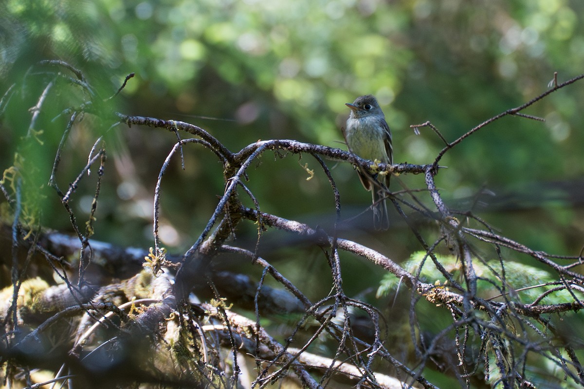 Western Flycatcher (Pacific-slope) - ML646394919