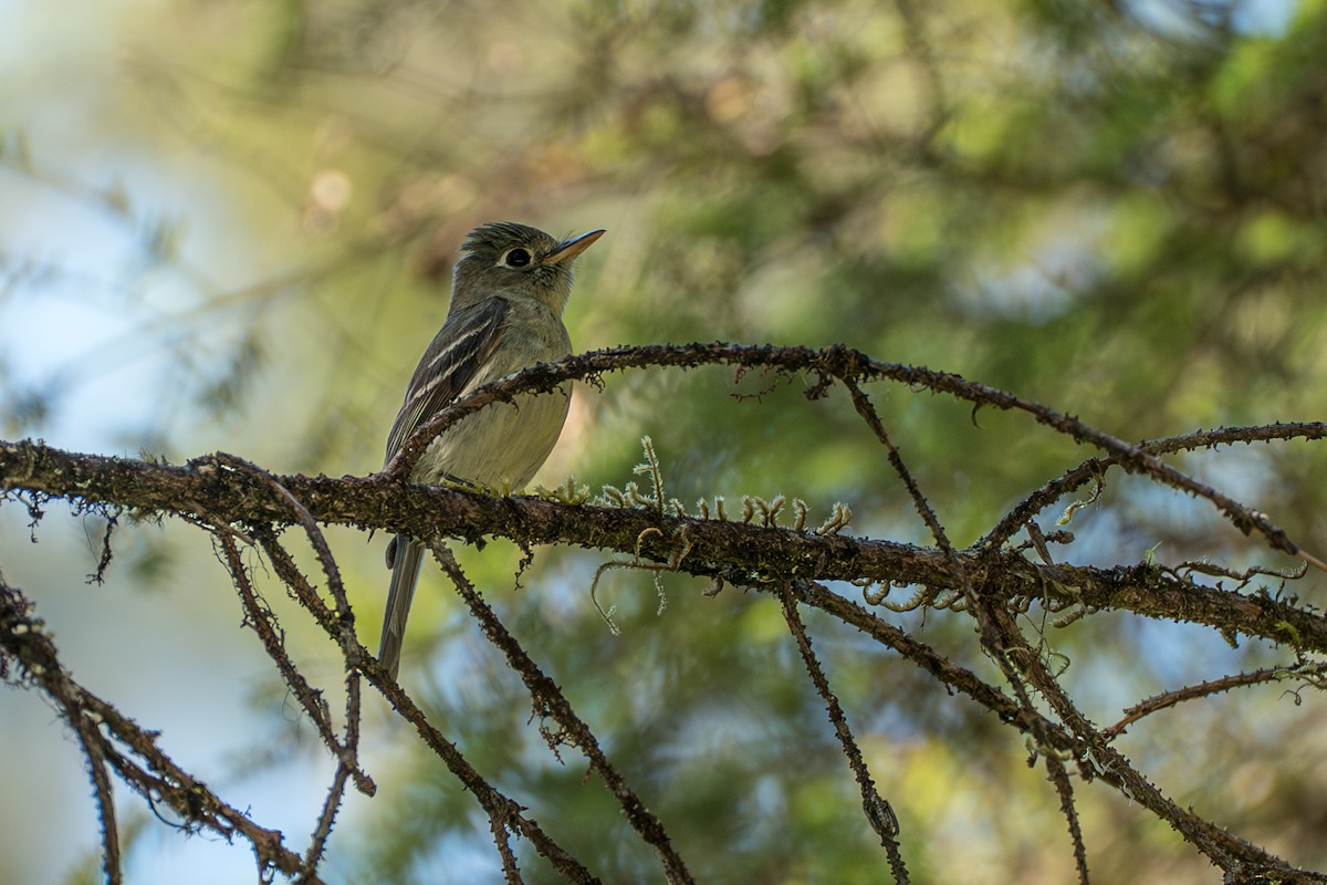 Western Flycatcher (Pacific-slope) - ML646394920