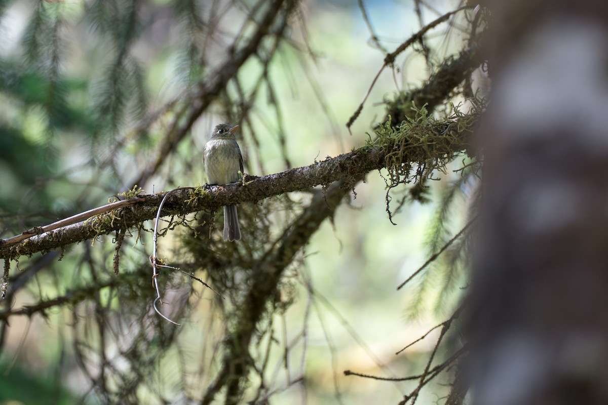 Western Flycatcher (Pacific-slope) - ML646394921