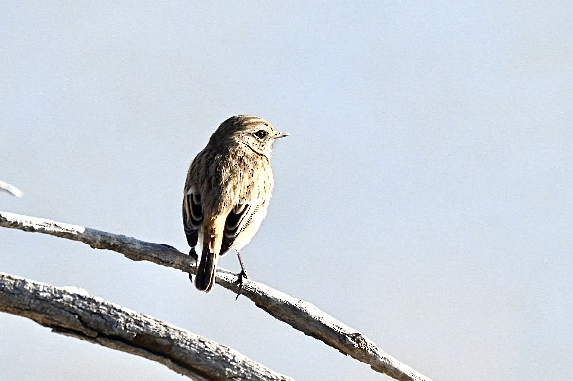 Трав'янка чорноголова - ML646394922