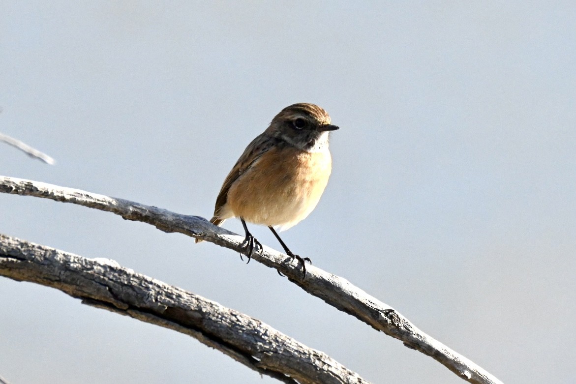 Трав'янка чорноголова - ML646394923