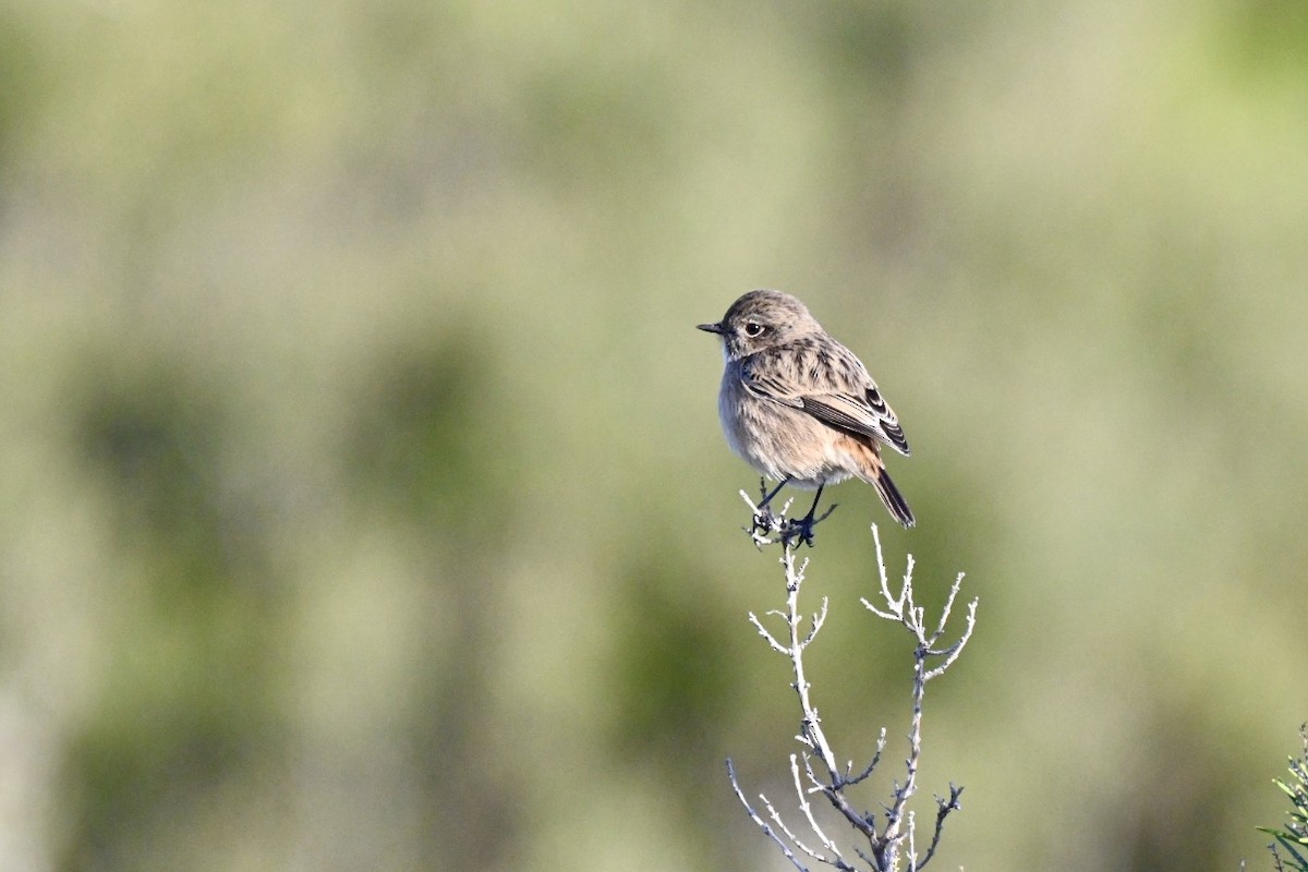 Трав'янка чорноголова - ML646394924