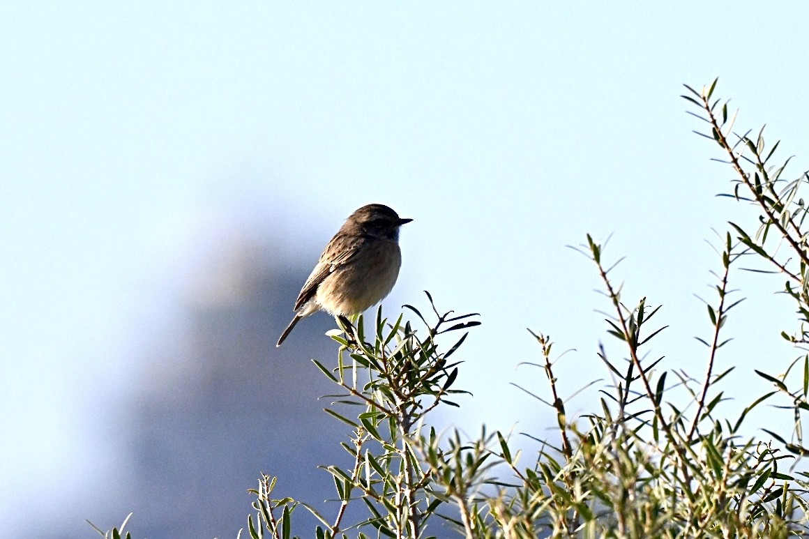 Трав'янка чорноголова - ML646394925