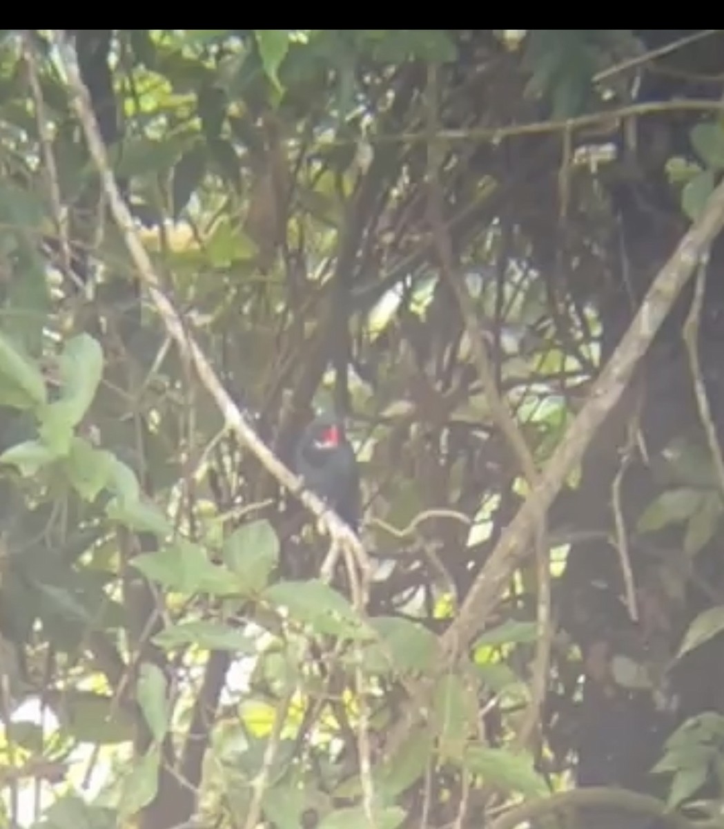 Зернолуск білогорлий - ML646394926