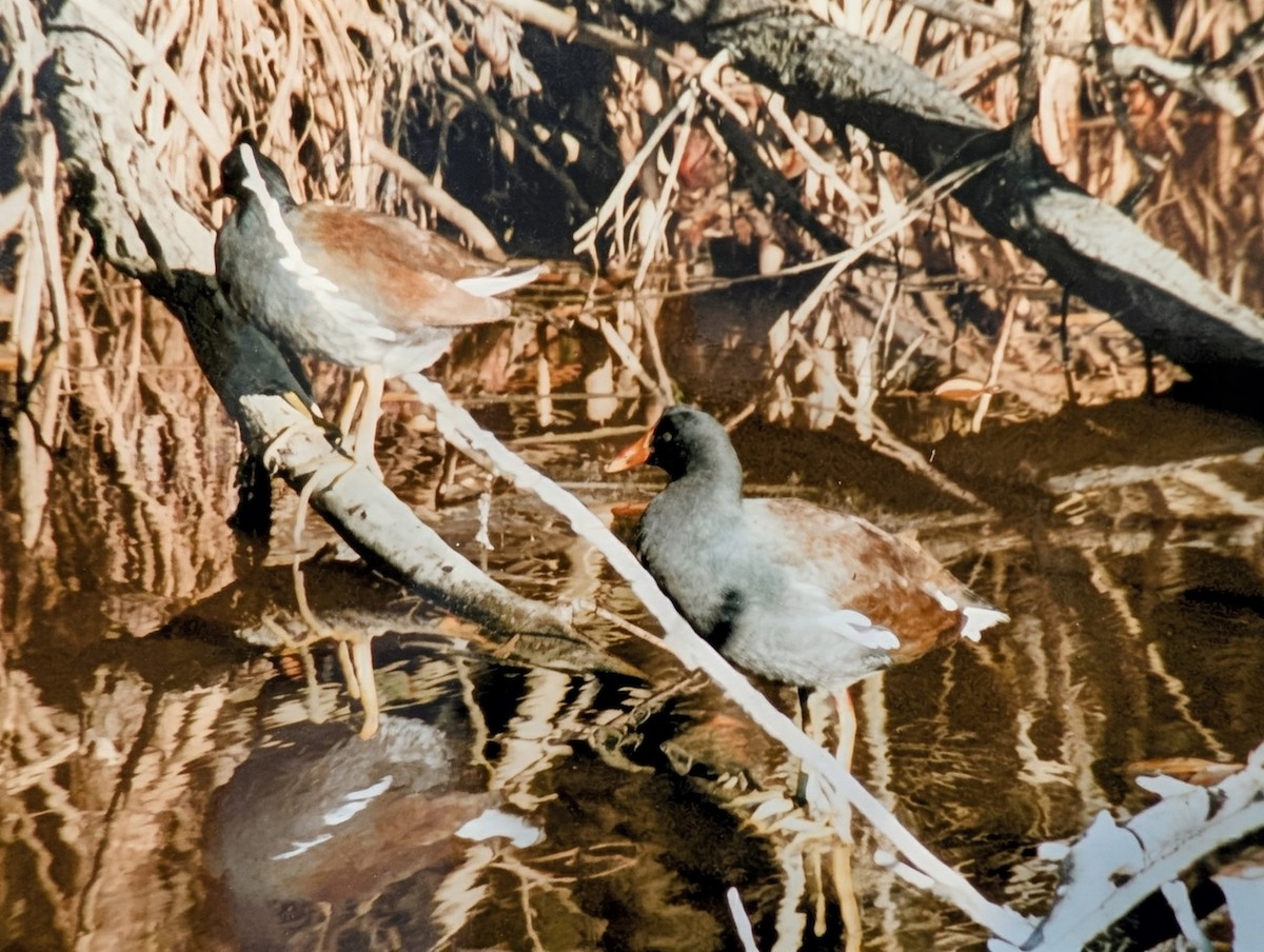 Курочка латиноамериканська - ML646394927