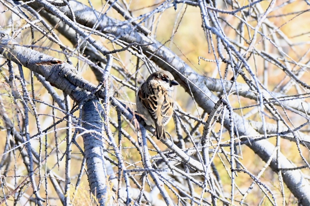 Горобець хатній - ML646394928