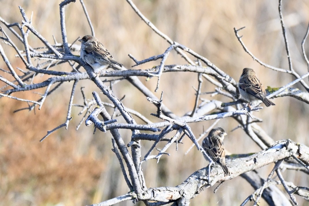 Горобець хатній - ML646394929