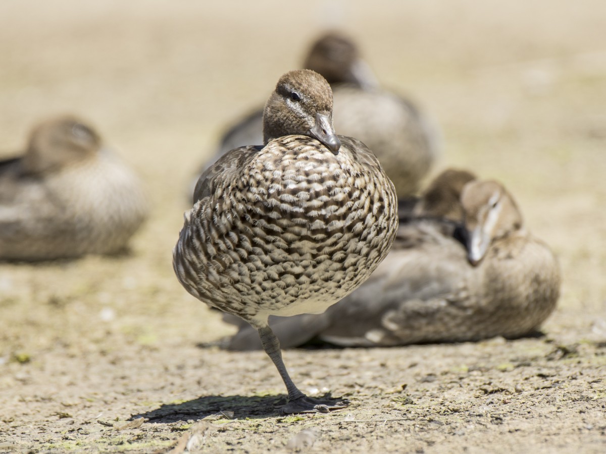 Качка гриваста - ML646394932