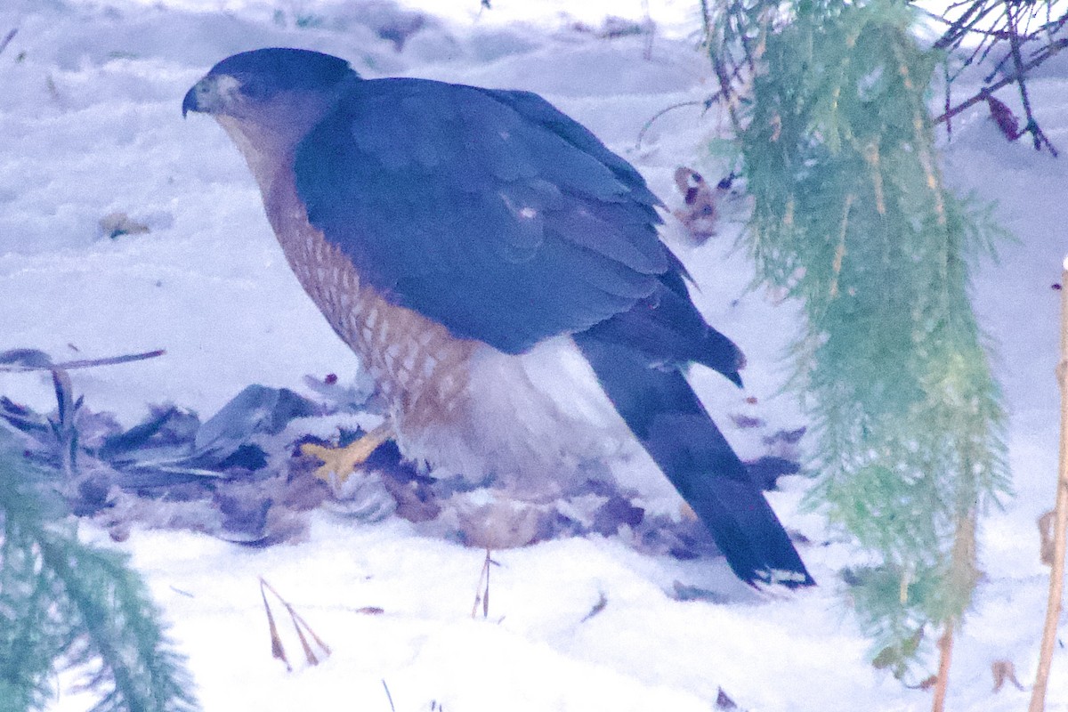 Яструб чорноголовий - ML646394933