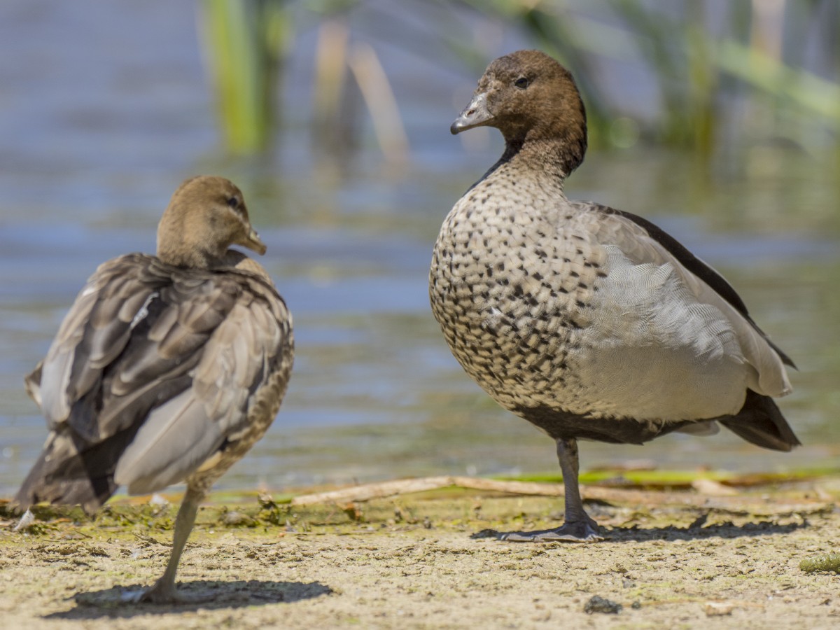 Качка гриваста - ML646394934