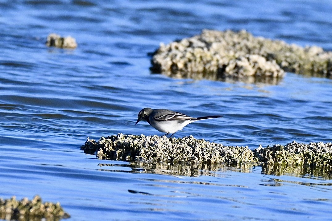 Плиска біла - ML646394936