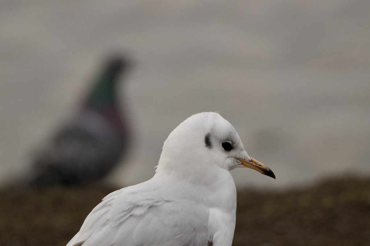 Мартин звичайний - ML646394937