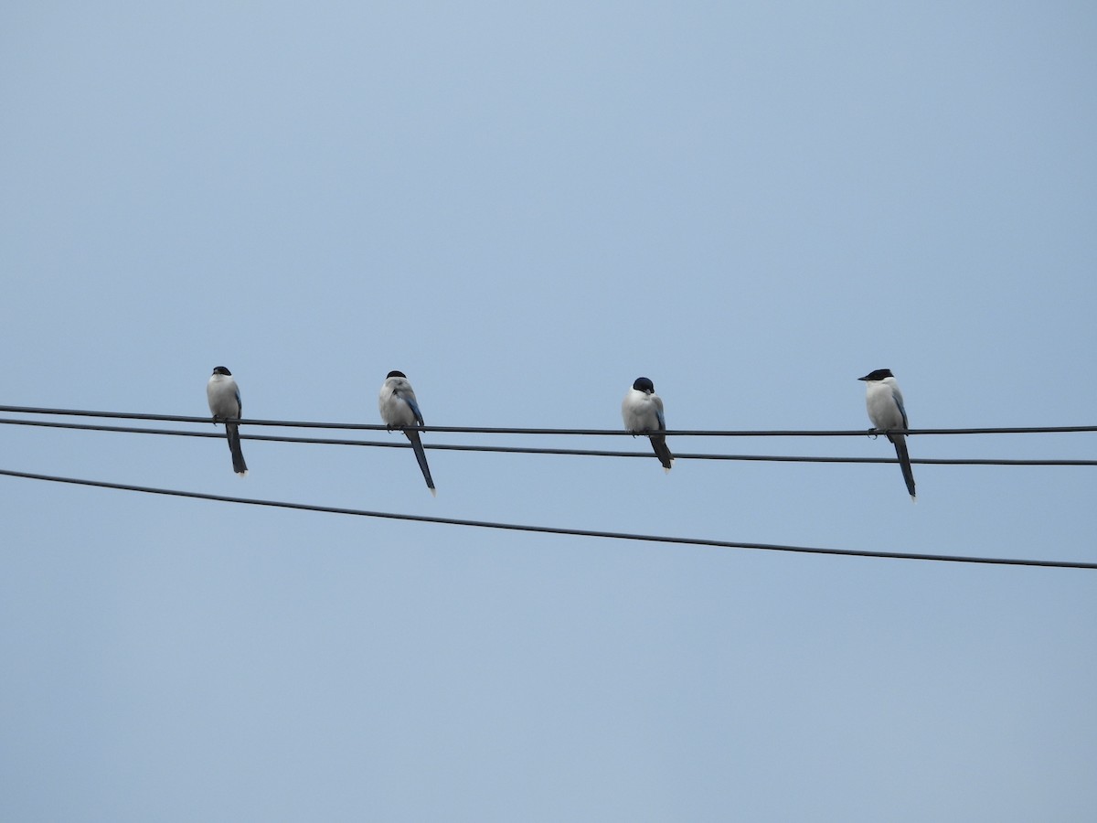 Сорока блакитна - ML646394938