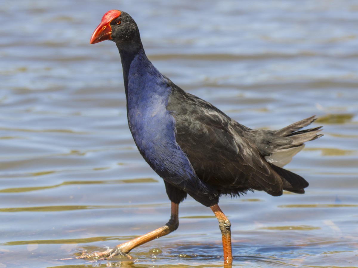 Султанка австралійська - ML646394939