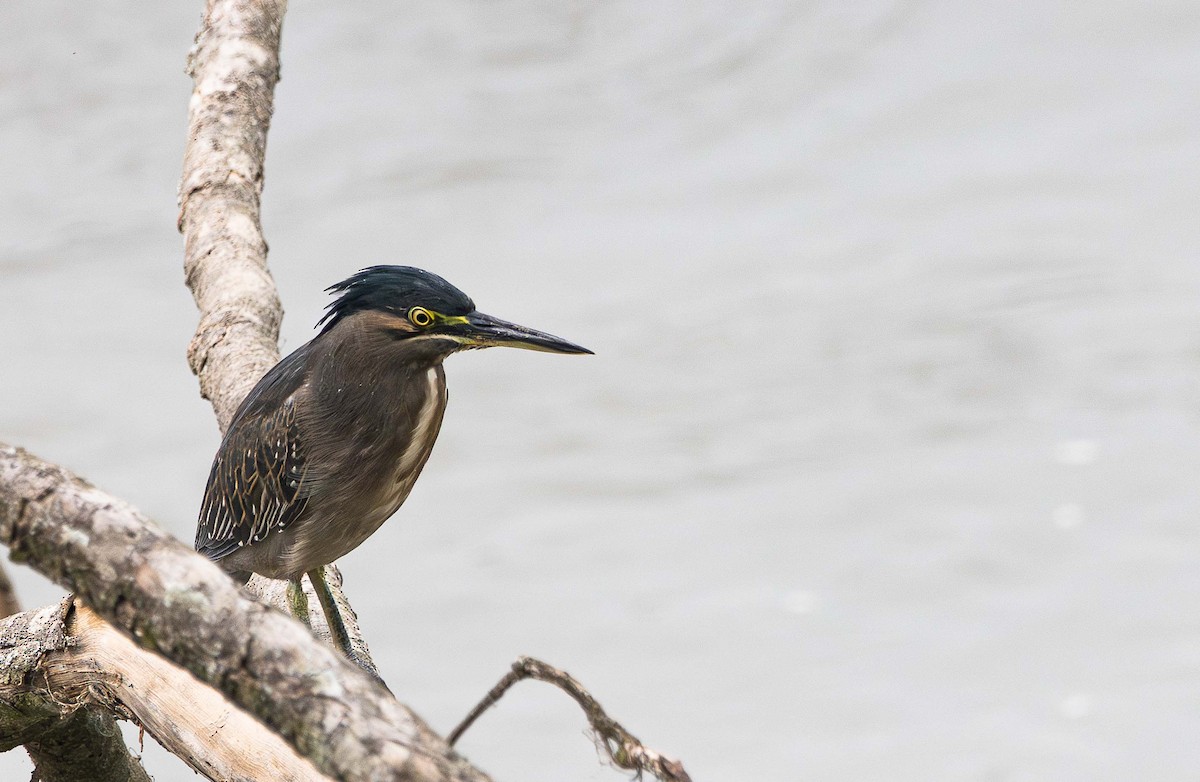 Чапля мангрова мала - ML646394940