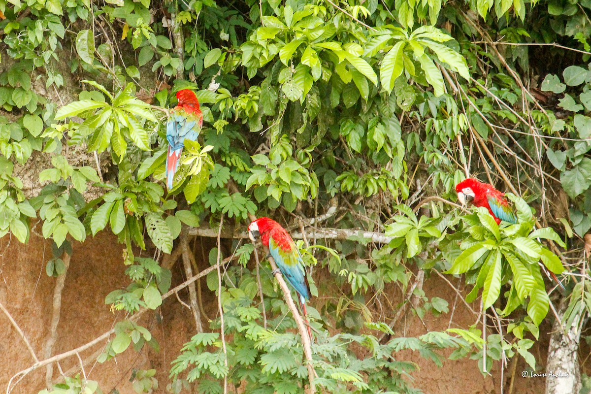 Ара червоно-зелений - ML646394944