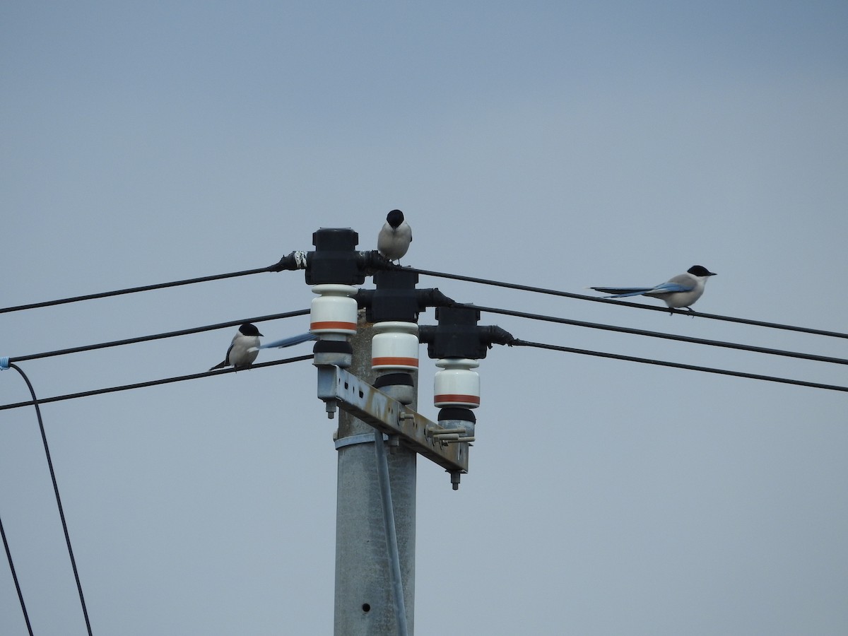 Сорока блакитна - ML646394945