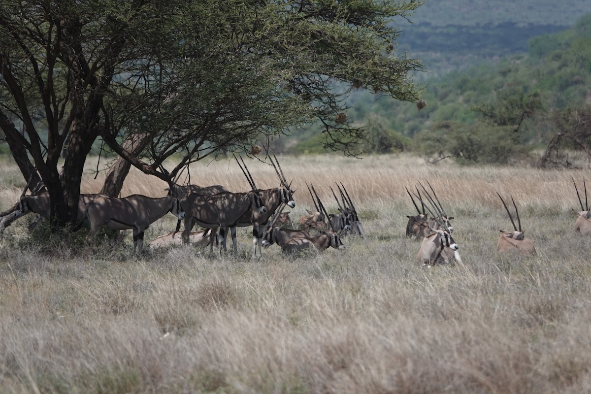 Animals - ML646394946