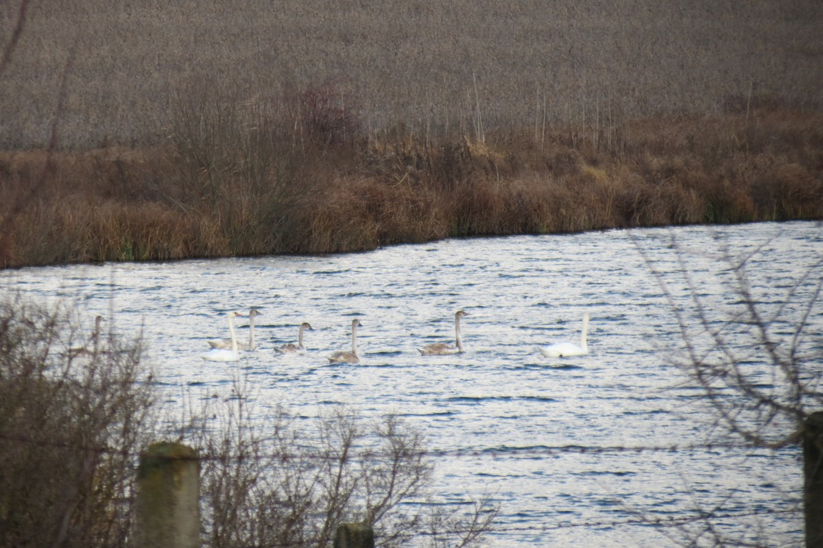 Mute Swan - ML646394947