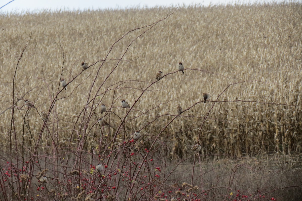 pilfink - ML646394951