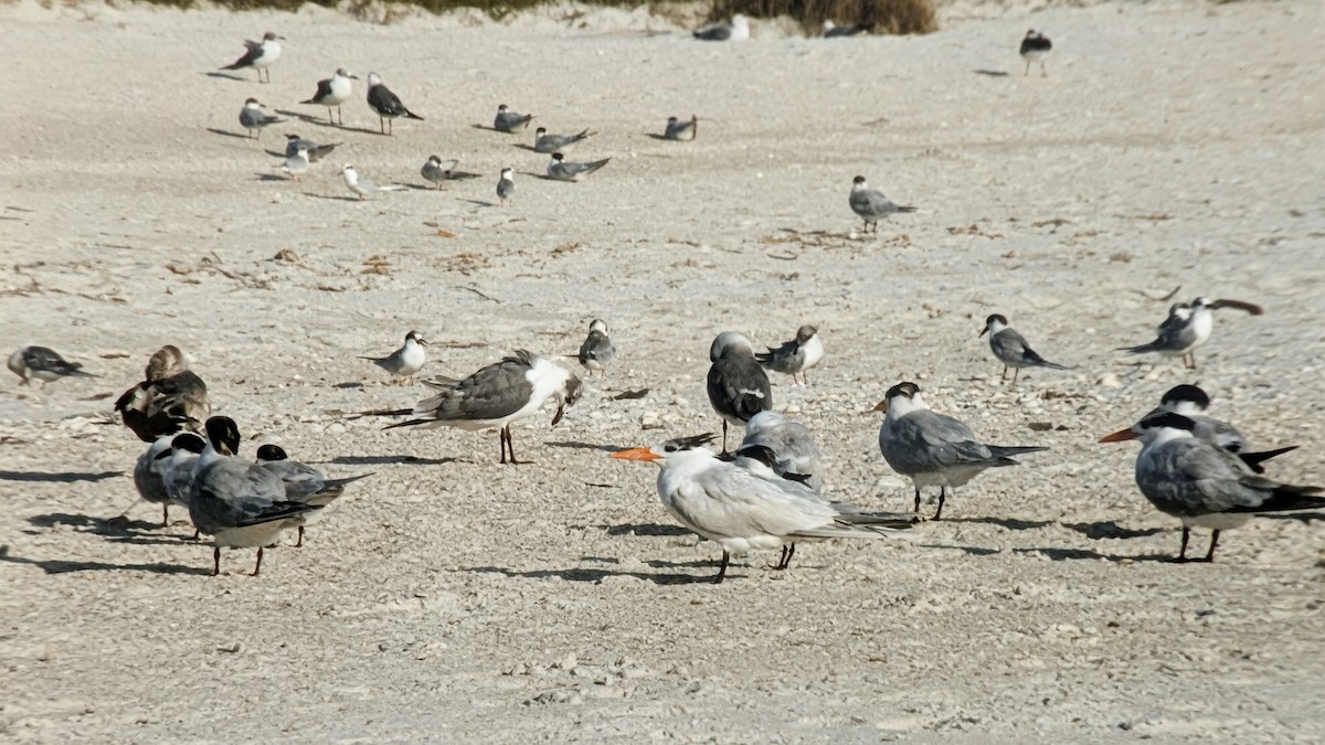 Royal Tern - ML646394952