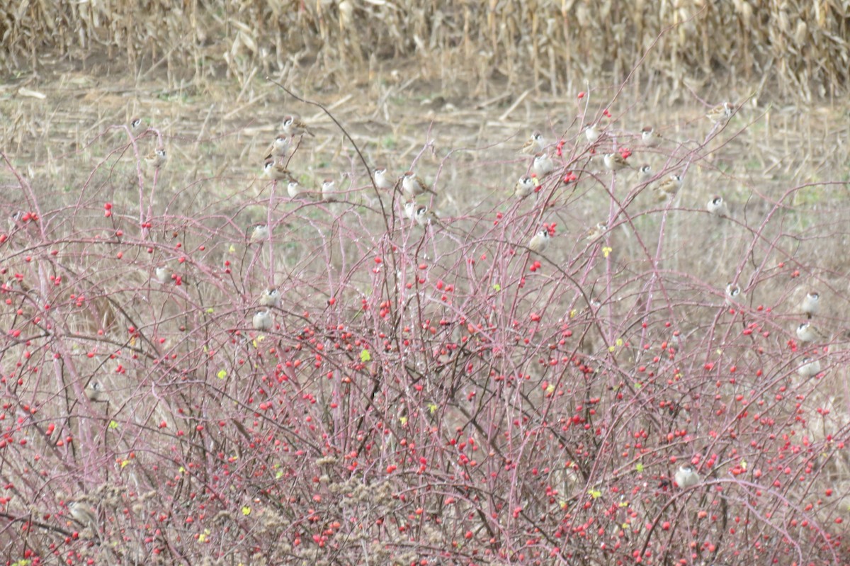 pilfink - ML646394953