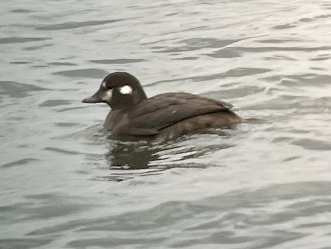 Palyaço Ördeği - ML646394954