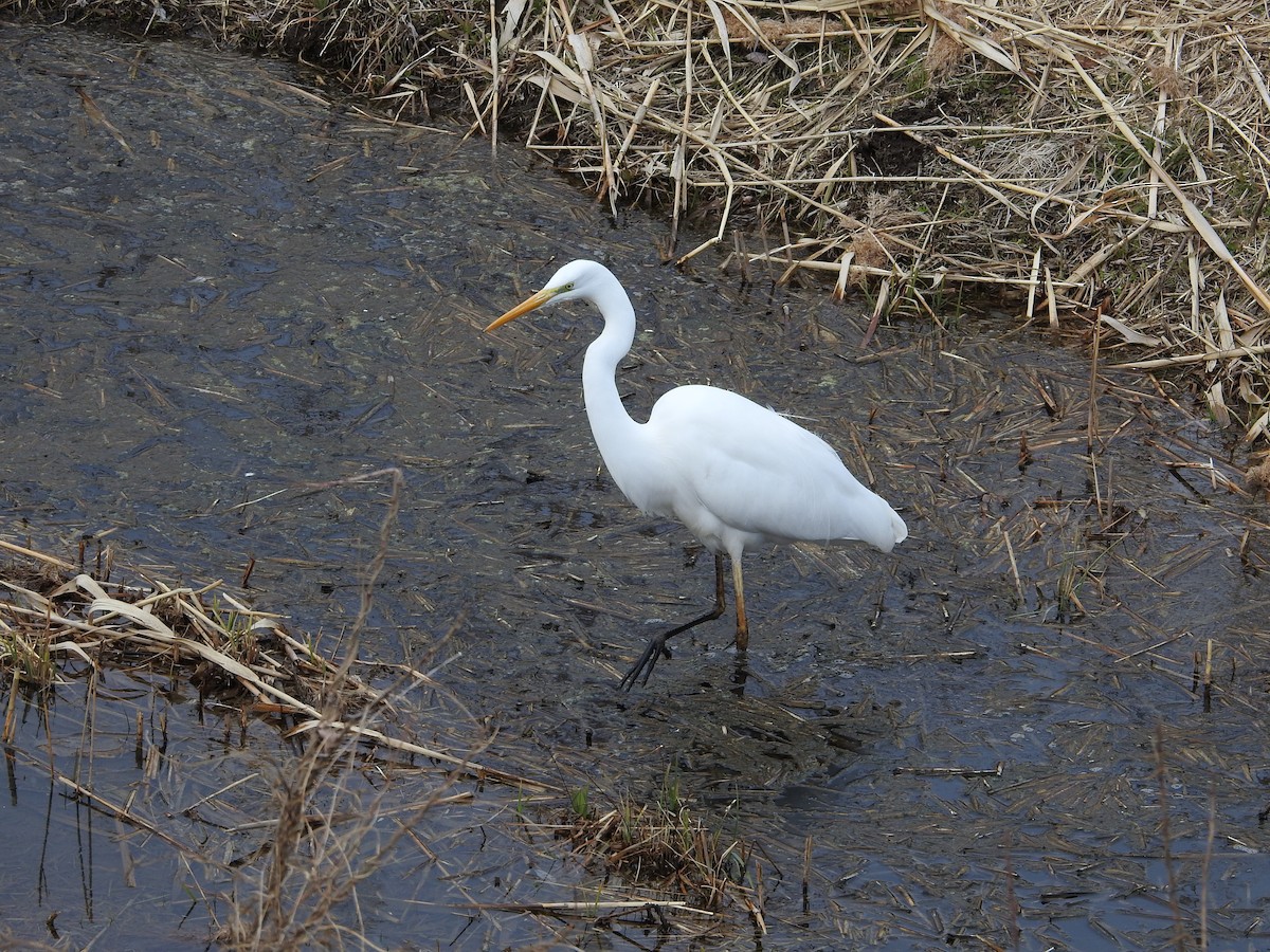 egretthegre - ML646394955