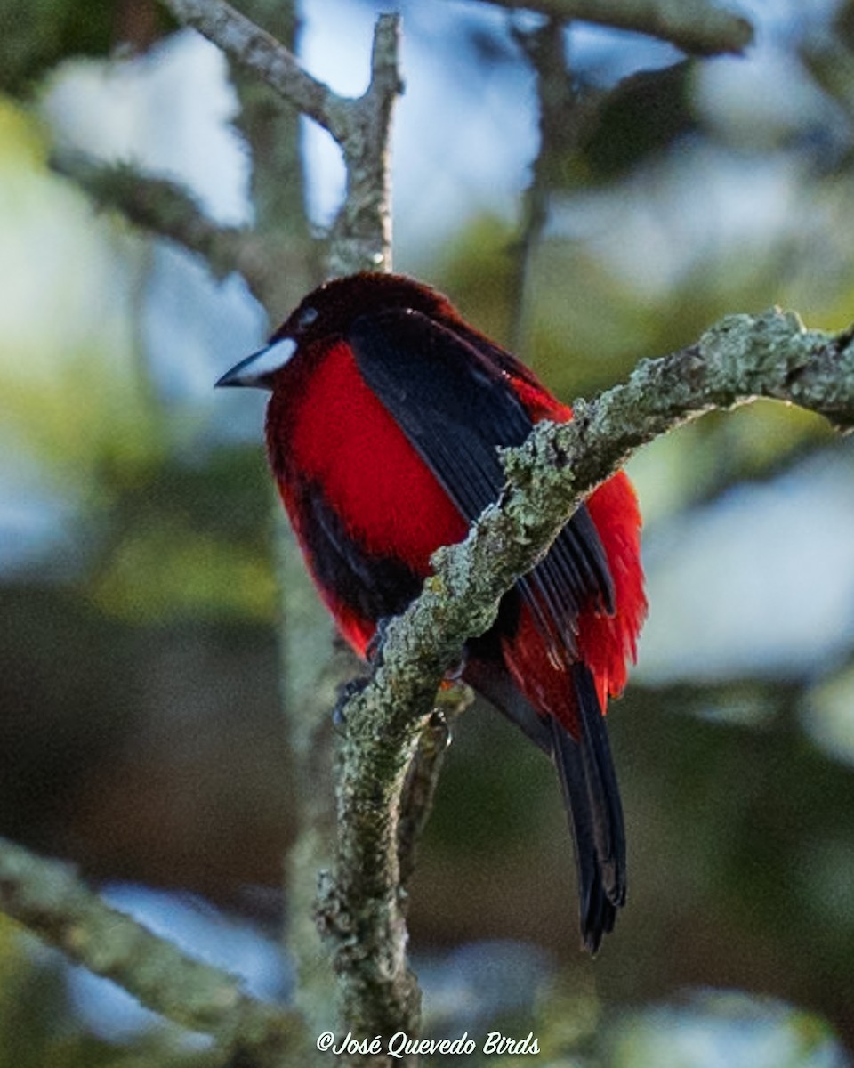 karmingumptanagar - ML646394957