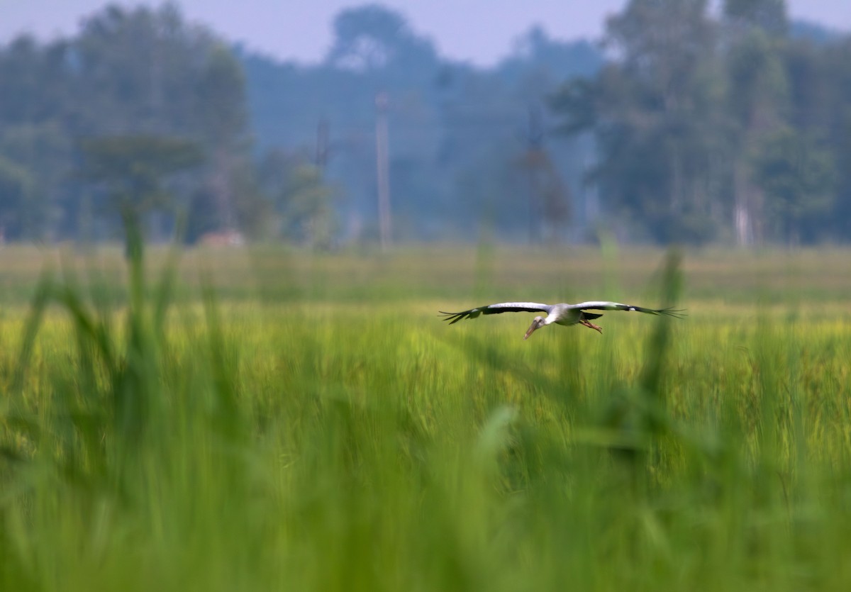 asiagapenebb - ML646394959