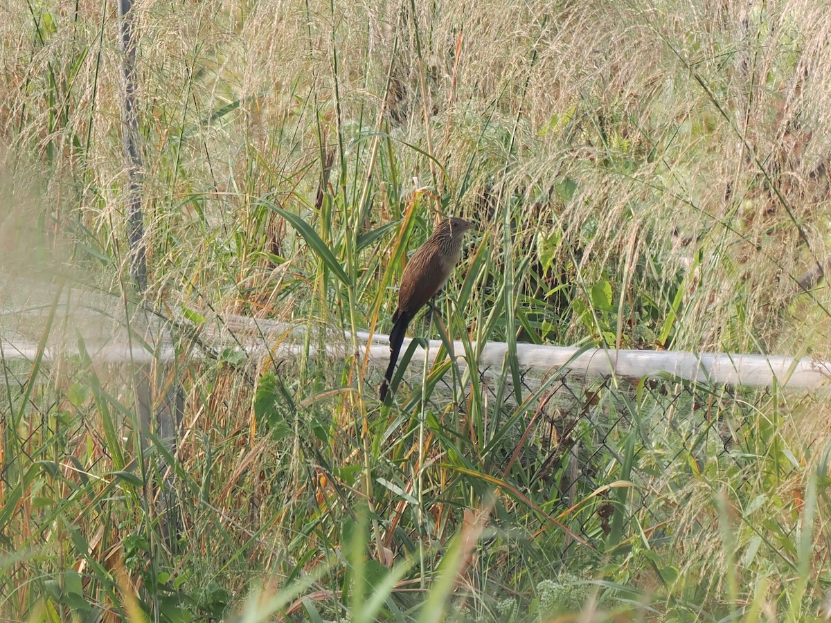 småsporegjøk - ML646394960