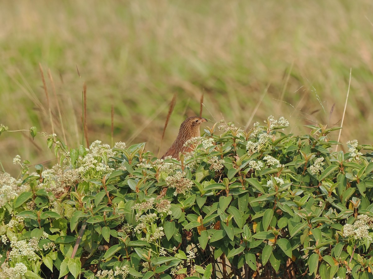 småsporegjøk - ML646394961