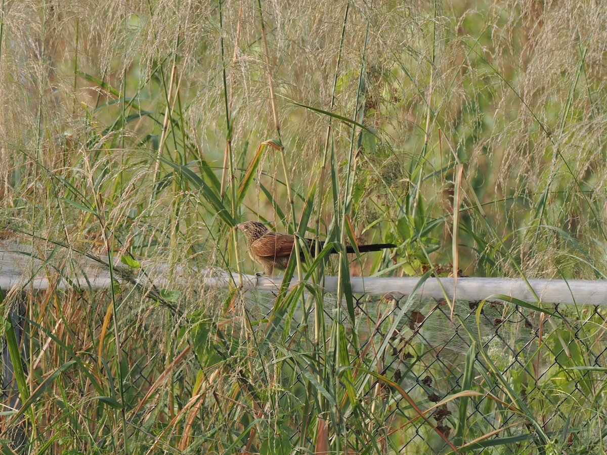 småsporegjøk - ML646394962