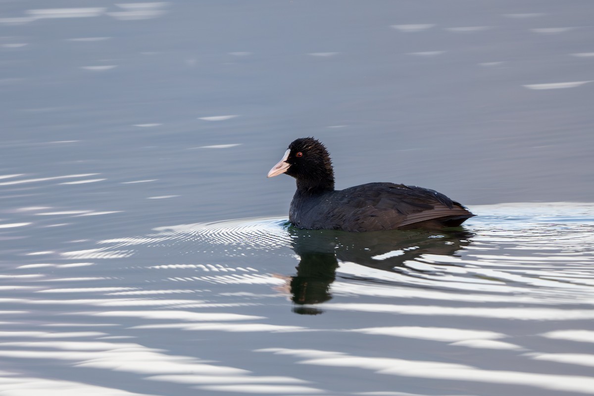 sothøne - ML646394963