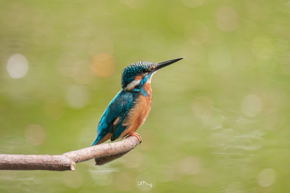 isfugl - ML646394964