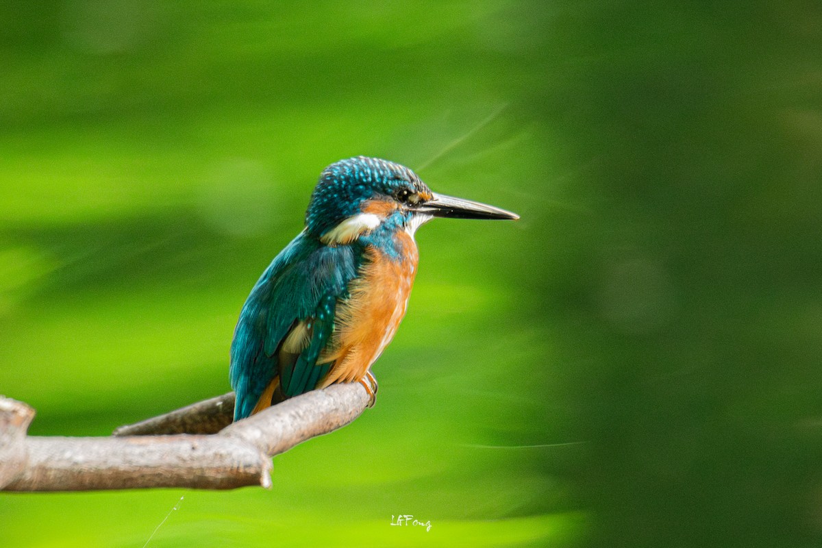 isfugl - ML646394965