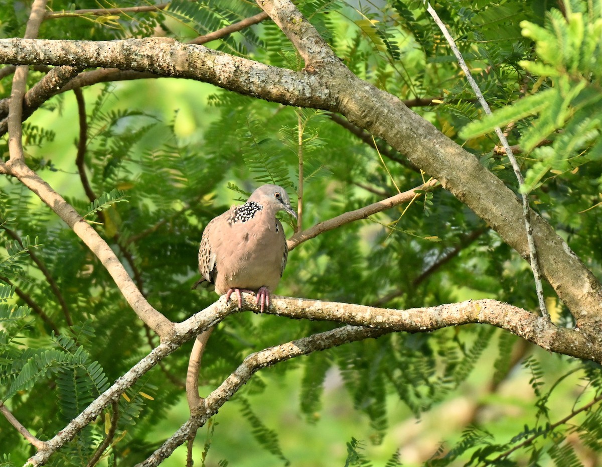 perlekragedue - ML646394966